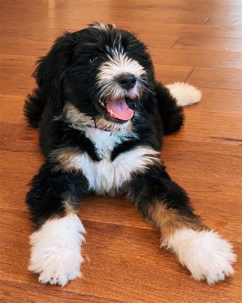  That is one of the reasons why you should always buy from renowned Bernedoodle breeders